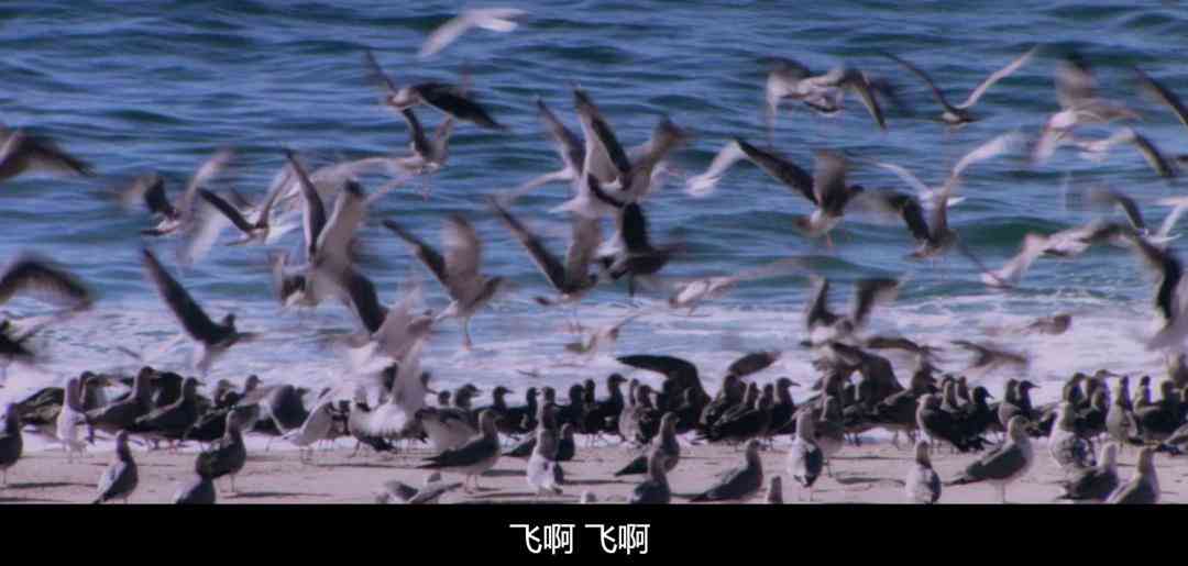 索尼w610怎么样 喂过一次大连海鸥，人类就要为自己的弱小羞愧