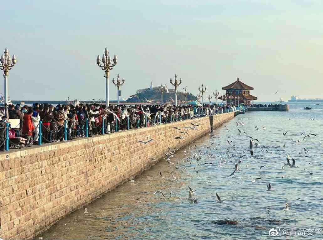 索尼w610怎么样 喂过一次大连海鸥，人类就要为自己的弱小羞愧