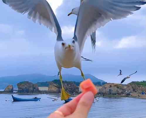 索尼w610怎么样 喂过一次大连海鸥，人类就要为自己的弱小羞愧