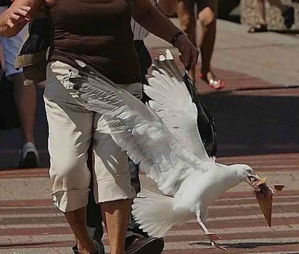 索尼w610怎么样 喂过一次大连海鸥，人类就要为自己的弱小羞愧