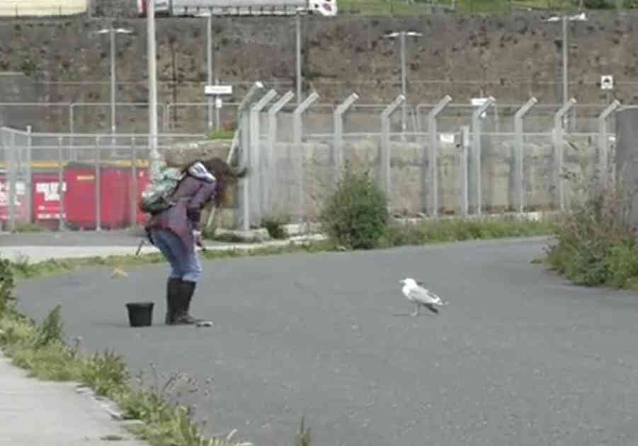 索尼w610怎么样 喂过一次大连海鸥，人类就要为自己的弱小羞愧