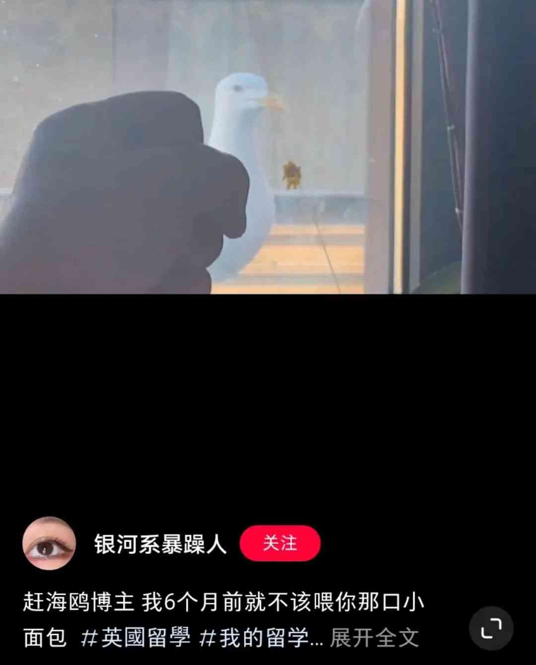 索尼w610怎么样 喂过一次大连海鸥，人类就要为自己的弱小羞愧