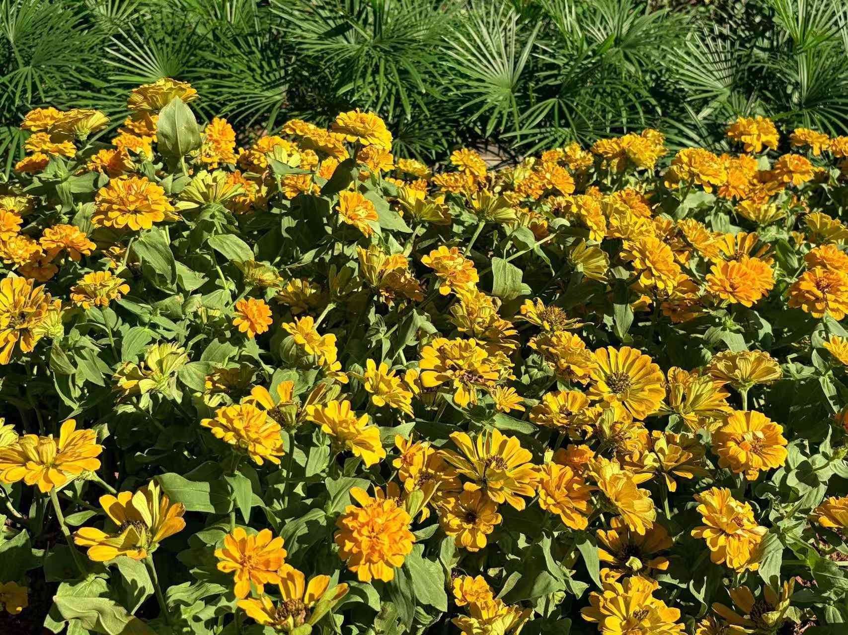 苹果air怎么样 极致轻薄！iPhone Air评测：手感绝了，影像减配也能打