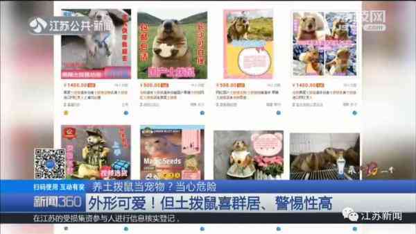 土拨鼠怎么样 一见就想尖叫的土拨鼠，养只当宠物？疾控专家：小心，有危险