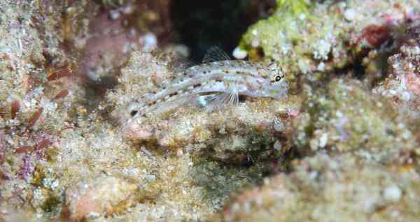 海底是怎么样的 透过镜头感受五彩斑斓的海底世界